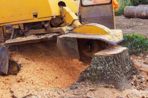 Stump grinding service near Ashland City TN